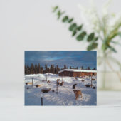 Alaskan Sled Dogs Postkarte (Stehend Vorderseite)
