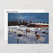 Alaskan Sled Dogs Postkarte (Vorne/Hinten)