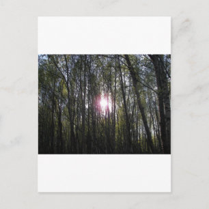 Alaskan Sun Postkarte