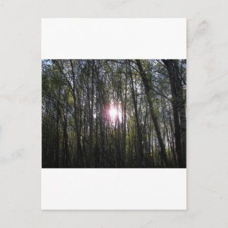 Alaskan Sun Postkarte