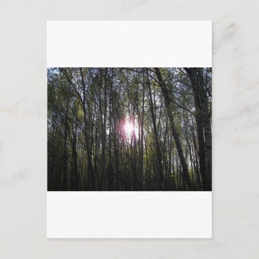 Alaskan Sun Postkarte (Vorderseite)