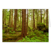 Alaskan Temperate Rainforest (Vorderseite (Horizontal))