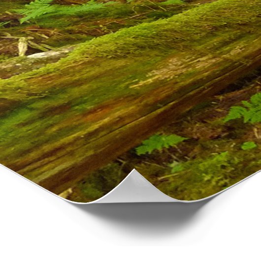 Alaskan Temperate Rainforest Poster (Ecke)