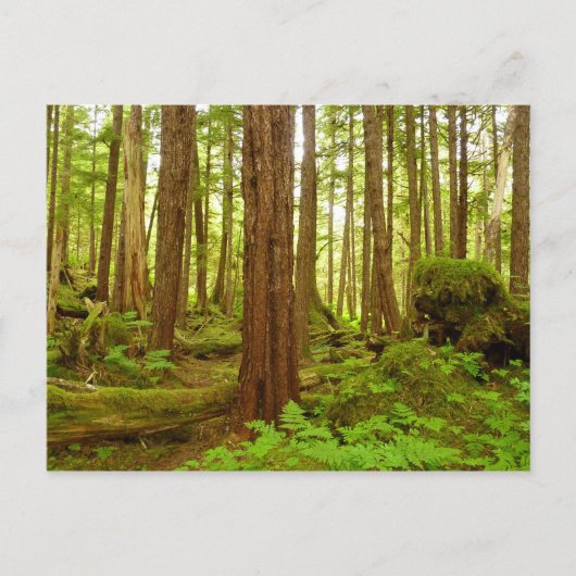 Alaskan Temperate Rainforest Postkarte (Vorderseite)