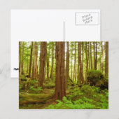 Alaskan Temperate Rainforest Postkarte (Vorne/Hinten)