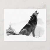 Alaskan Timber Wolf Postcard Postkarte (Vorderseite)
