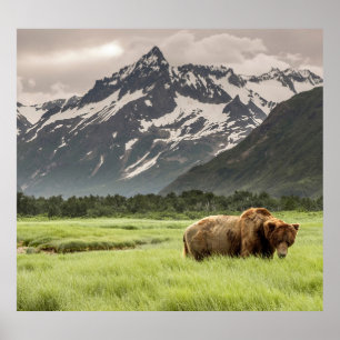 Alaskan Ufer, Grizzlybär Poster