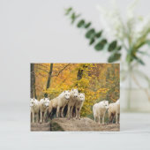 Alaskan Weiße Wölfe im Wald Postkarte (Stehend Vorderseite)