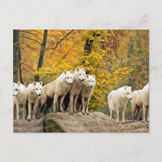 Alaskan Weiße Wölfe im Wald Postkarte (Vorderseite)
