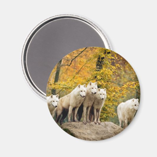 Alaskan White Wolves im Wald Magnet (Vorderseite/Rückseite)