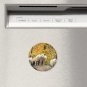 Alaskan White Wolves im Wald Magnet (In Situ (Geschirrspüler))