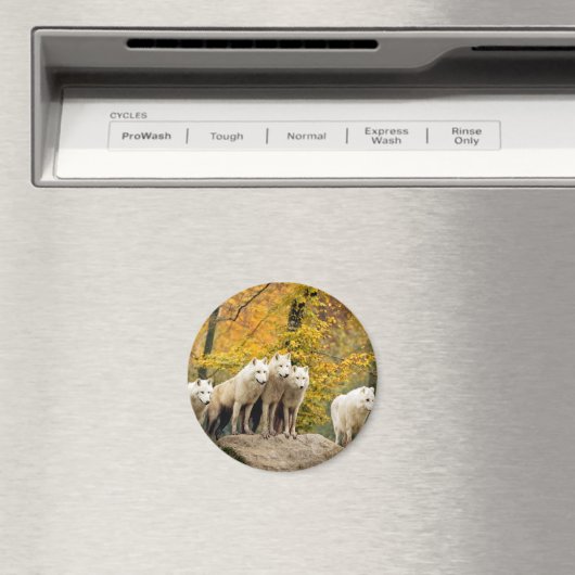 Alaskan White Wolves im Wald Magnet (In Situ (Geschirrspüler))