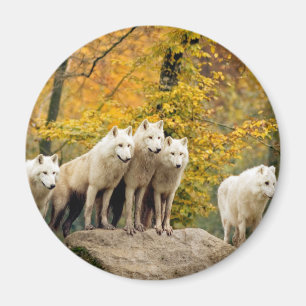 Alaskan White Wolves im Wald Magnet