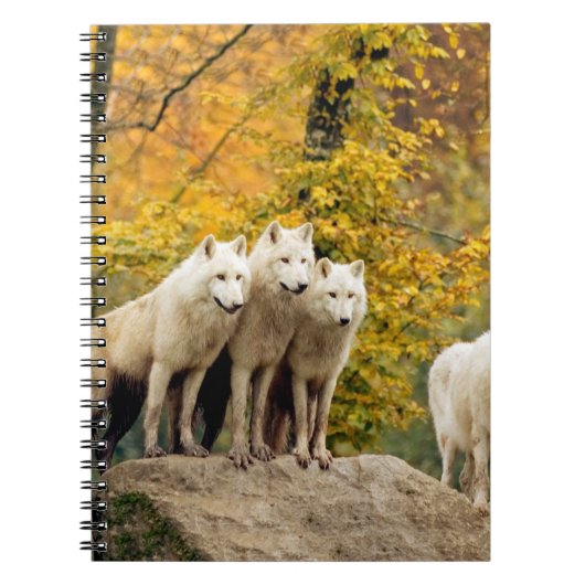 Alaskan White Wolves im Wald Notizblock (Vorderseite)