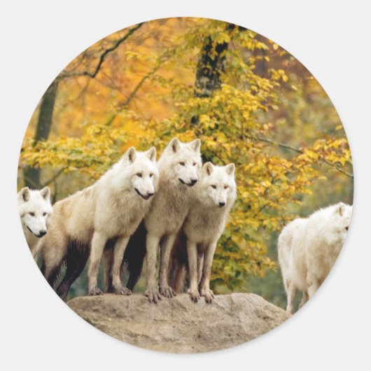 Alaskan White Wolves im Wald Runder Aufkleber (Vorderseite)