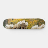 Alaskan White Wolves im Wald Skateboard (Horizontal)
