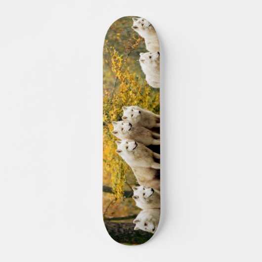 Alaskan White Wolves im Wald Skateboard (Vorne)