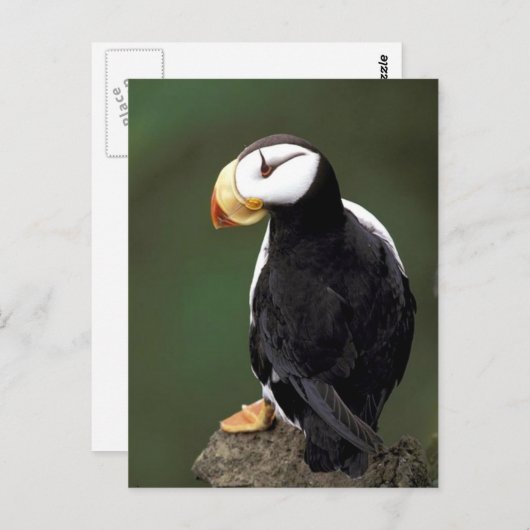 Alaskan Wildlife Postkarte (Vorne/Hinten)