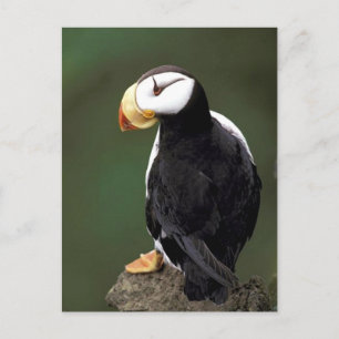 Alaskan Wildlife Postkarte