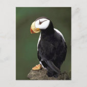 Alaskan Wildlife Postkarte (Vorderseite)