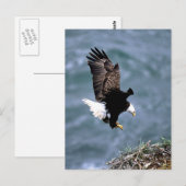 Alaskan Wildlife Postkarte (Vorne/Hinten)