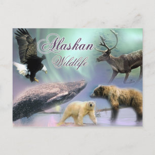 Alaskan Wildlife Postkarte