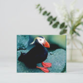 Alaskan Wildlife Postkarte (Stehend Vorderseite)