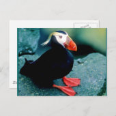 Alaskan Wildlife Postkarte (Vorne/Hinten)