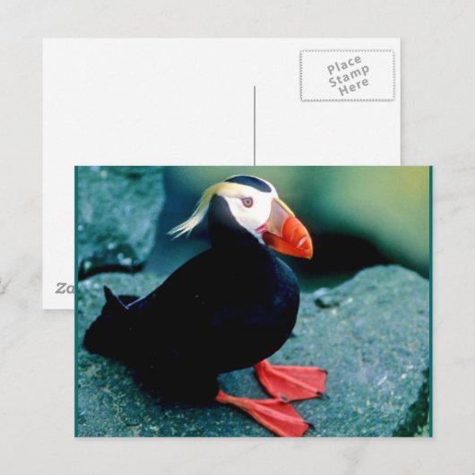 Alaskan Wildlife Postkarte (Vorne/Hinten)