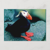 Alaskan Wildlife Postkarte (Vorderseite)