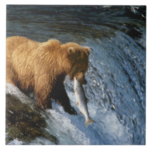 Alaskanischer Braunbär fängt Lachs bei Brooks Fliese