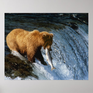 Alaskanischer Braunbär fängt Lachs bei Brooks Poster