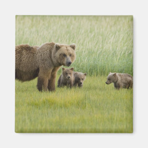 Alaskanischer Braunbär-Weibchen und drei Junge, Ur Magnet