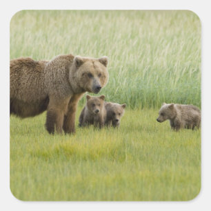 Alaskische Braunbärin mit drei Jungen, Ursus Quadratischer Aufkleber