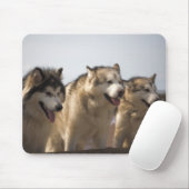 Alaskische Malamutes-Mäusematten Mousepad (Mit Mouse)