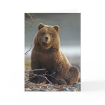 Alaskischer Braunbär bei Kenai NWR, Alaska