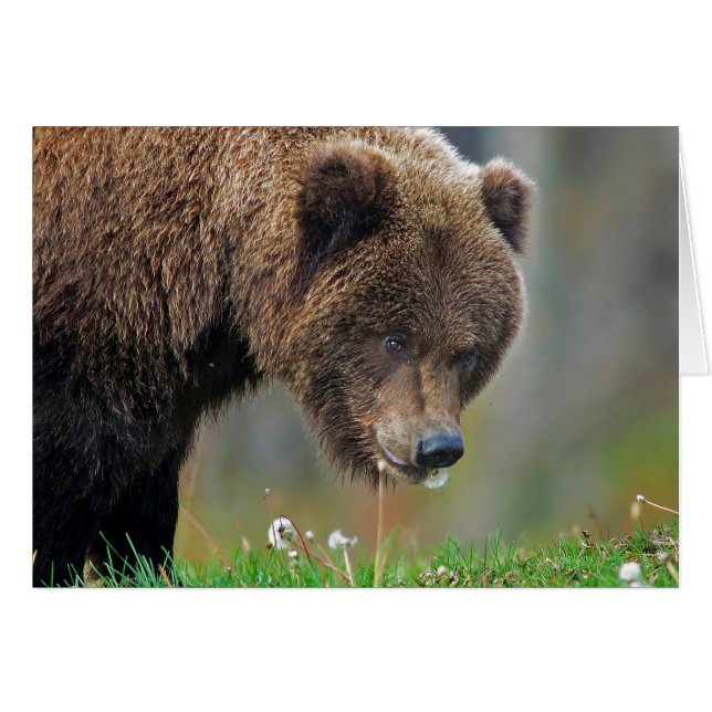 Alaskischer Braunbär, der Löwenzahn isst (Vorderseite (Horizontal))