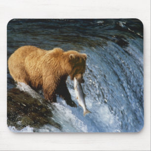 Alaskischer Braunbär fängt Lachs bei Brooks Mousepad