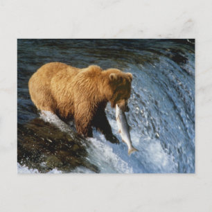 Alaskischer Braunbär fängt Lachs bei Brooks Postkarte