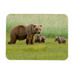 Alaskischer Braunbär mit Jungen auf einer Wiese Magnet