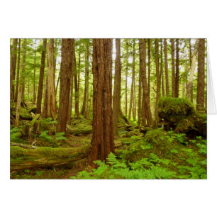 Alaskischer gemäßligter Regenwald