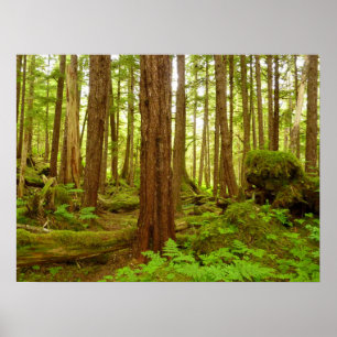Alaskischer gemäßligter Regenwald Poster