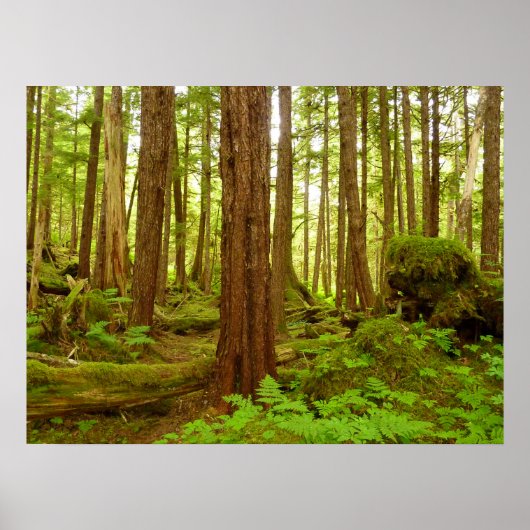 Alaskischer gemäßligter Regenwald Poster (Vorne)
