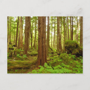 Alaskischer gemäßligter Regenwald Postkarte