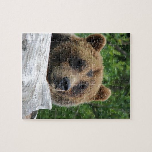 Alaskischer Grizzlybär, der Kodiak Puzzle (Horizontal)