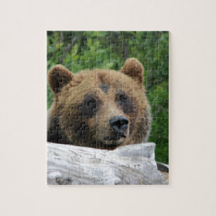 Alaskischer Grizzlybär, der Kodiak Puzzle