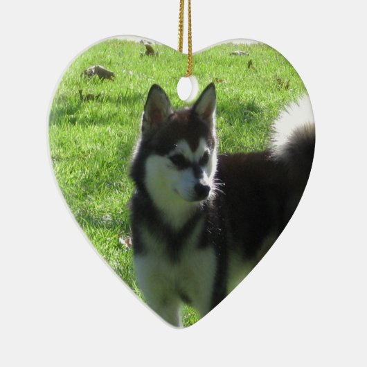 Alaskischer Klee Kai Hund Keramikornament (Rechts)
