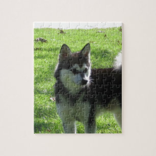 Alaskischer Klee Kai Hund Puzzle