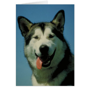 Alaskischer Malamute