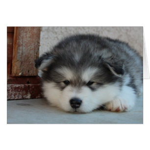 Alaskischer Malamute
